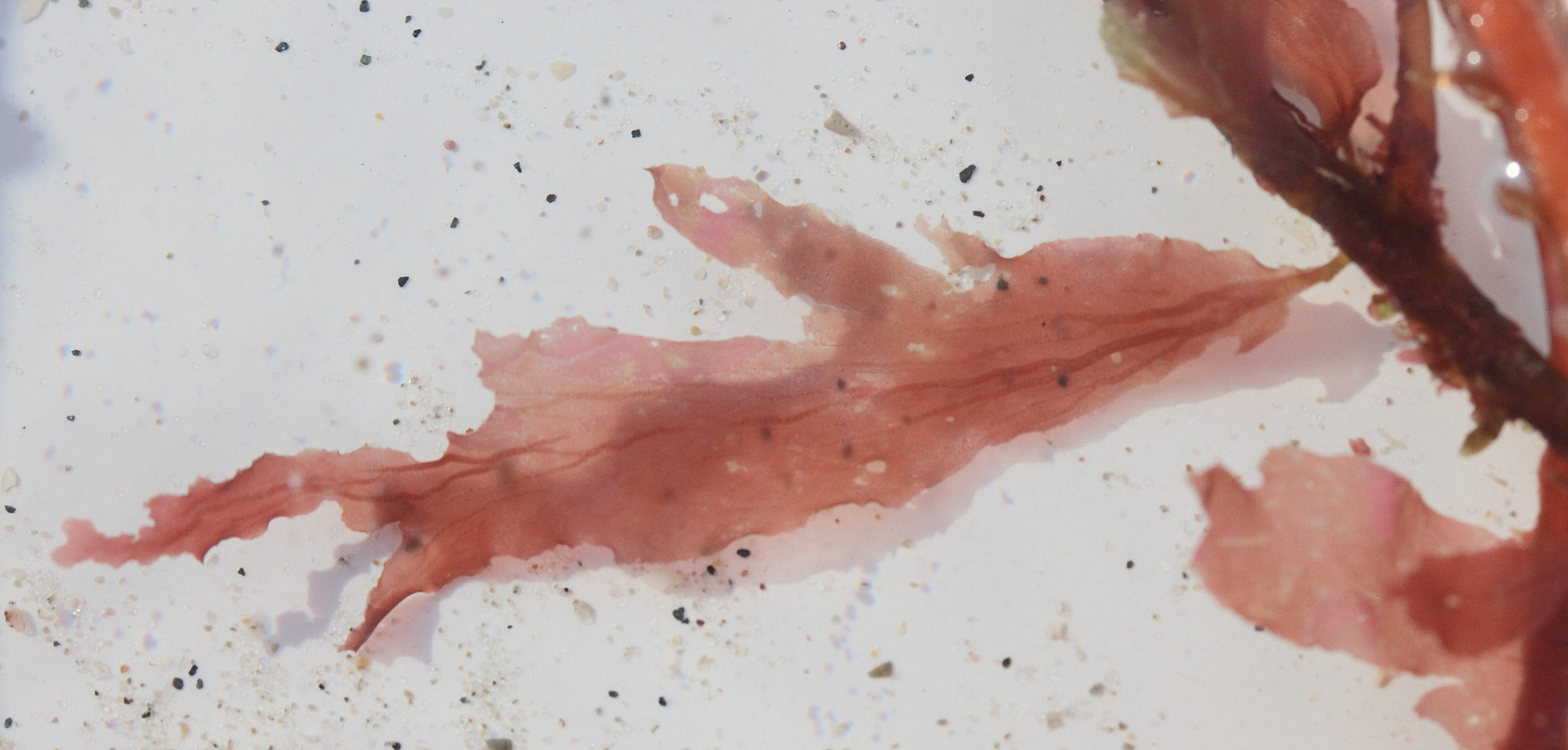 Afficher le média cryptopleura_ramosa1md cryptopleura_ramosa1md