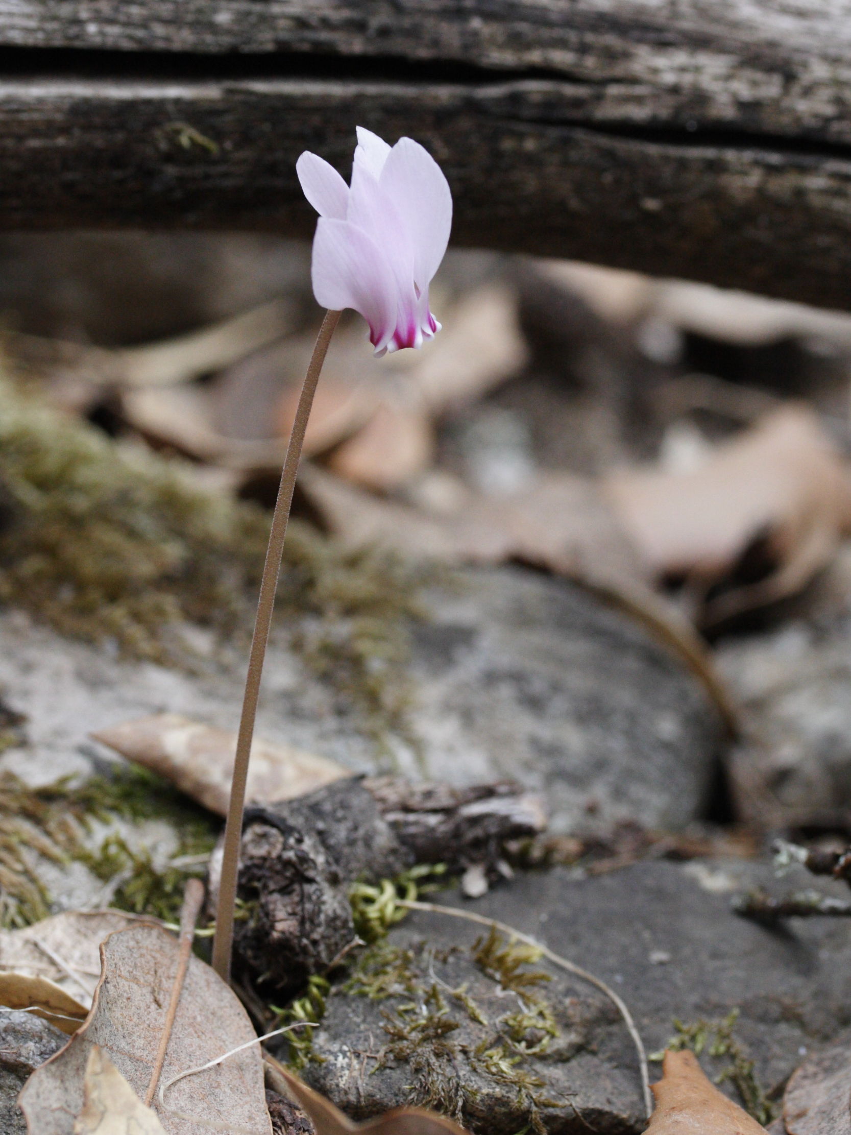Afficher le média cyclamen_hederifolium1md cyclamen_hederifolium1md
