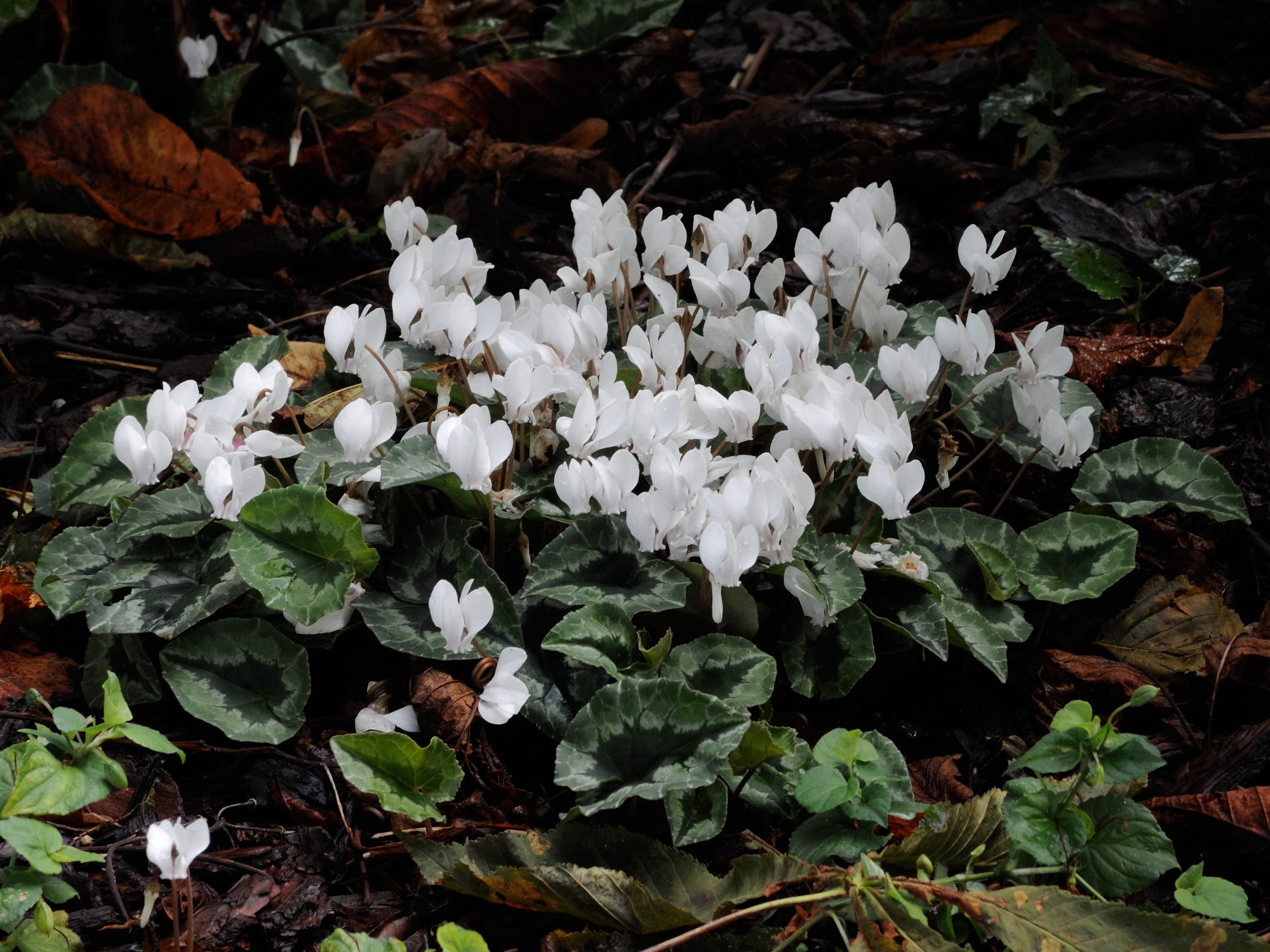 Afficher le média cyclamen_hederifolium3md cyclamen_hederifolium3md