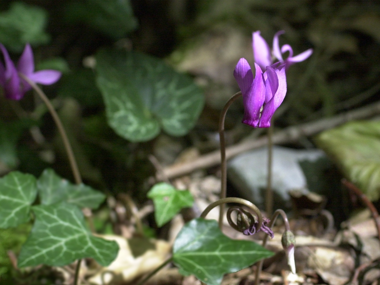Afficher le média cyclamen_purpurascens1md cyclamen_purpurascens1md