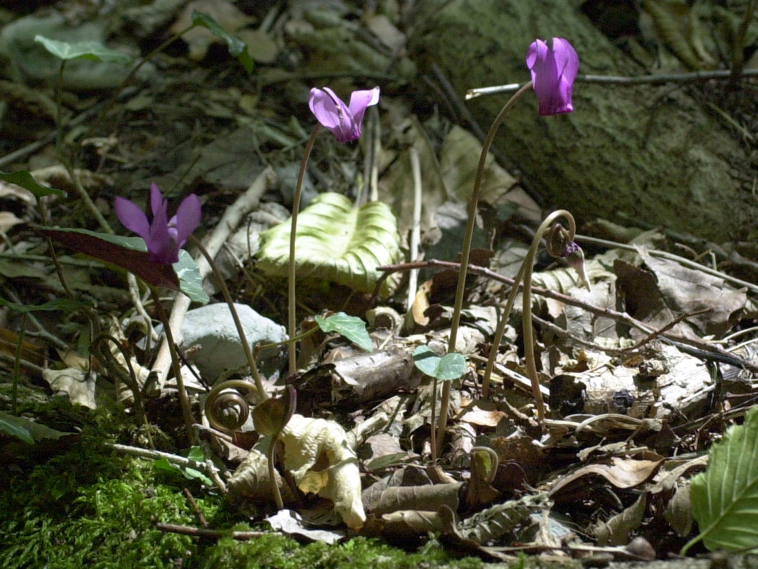 Afficher le média cyclamen_purpurascens3md cyclamen_purpurascens3md