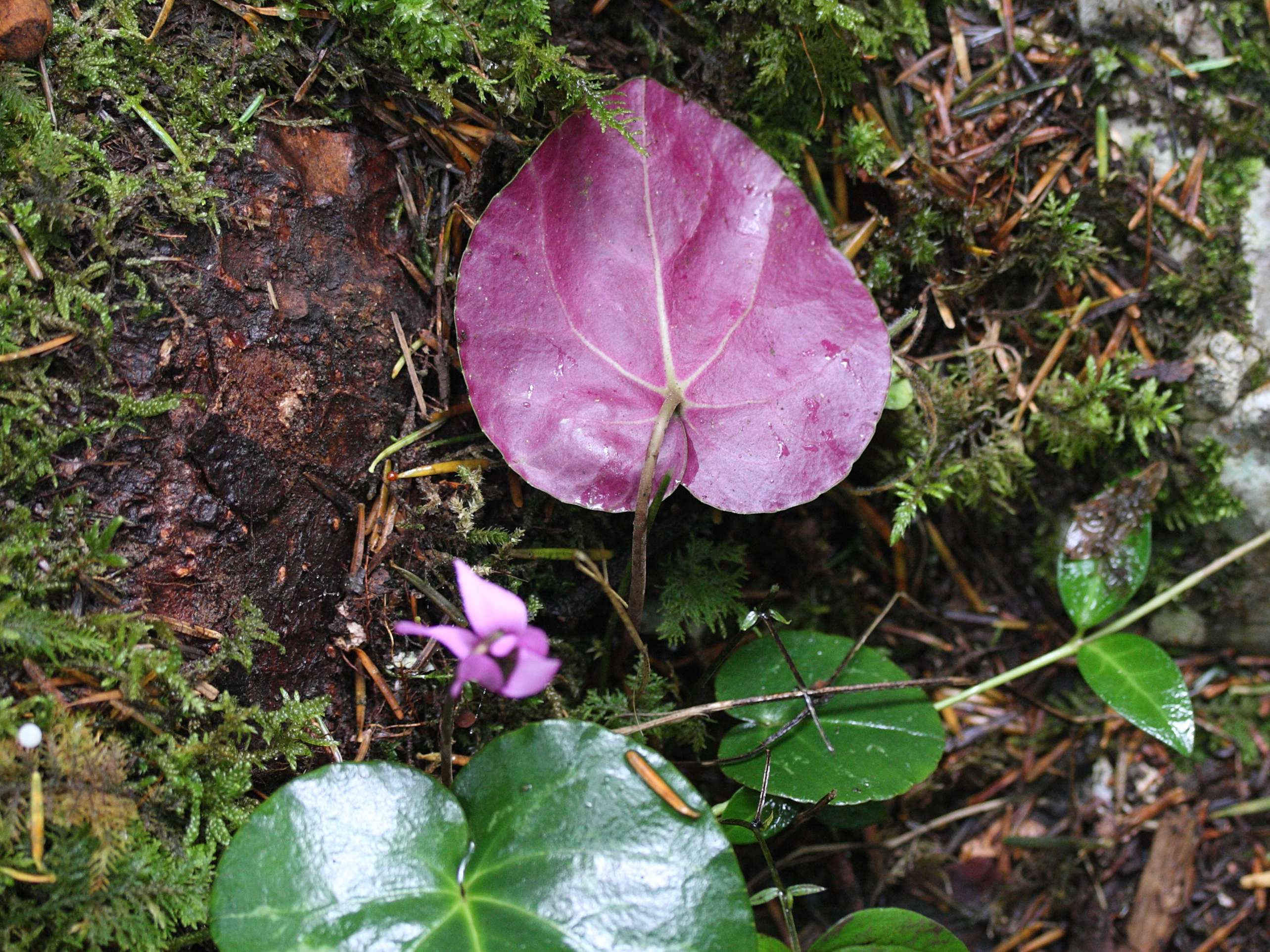 Afficher le média cyclamen_purpurascens4md cyclamen_purpurascens4md
