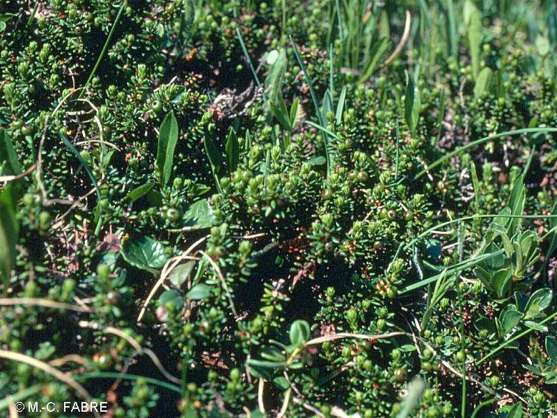 Afficher le média empetrum_nigrum2mcf empetrum_nigrum2mcf