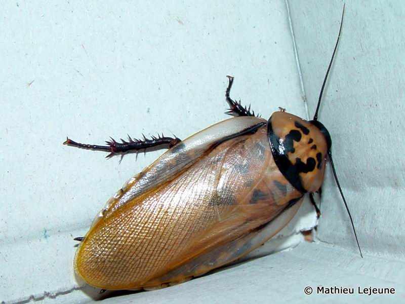 eublaberus_distanti1ml