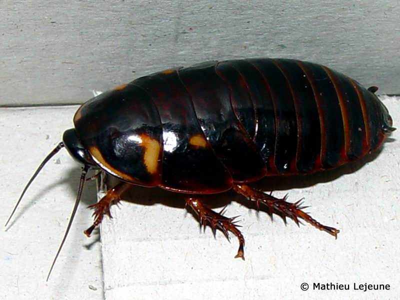 eublaberus_distanti2ml