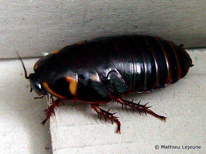 eublaberus_distanti3ml