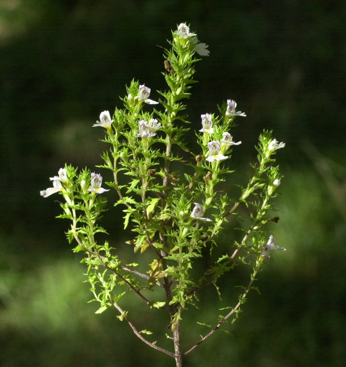 Afficher le média euphrasia_stricta_pectinata1md euphrasia_stricta_pectinata1md