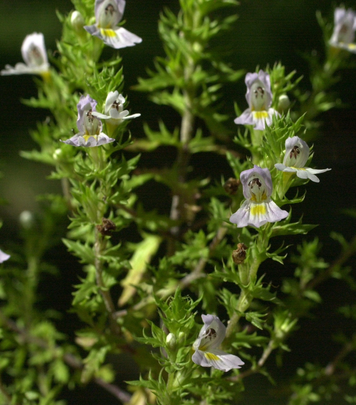 Afficher le média euphrasia_stricta_pectinata2md euphrasia_stricta_pectinata2md