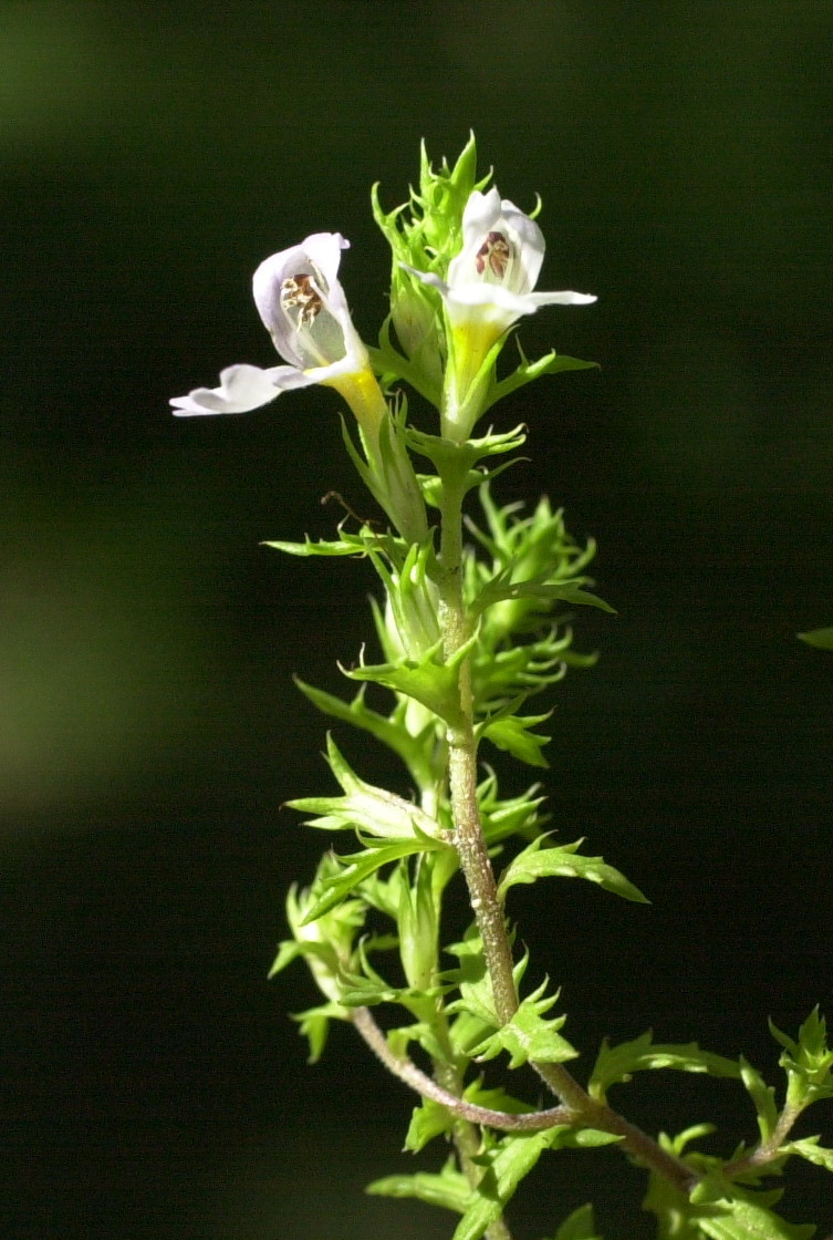 Afficher le média euphrasia_stricta_pectinata3md euphrasia_stricta_pectinata3md