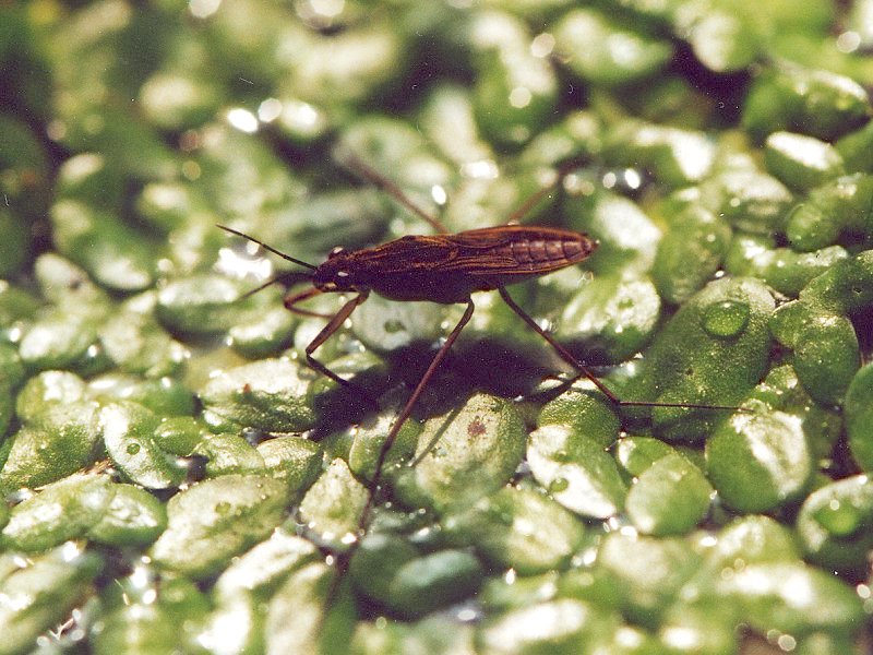 gerris_lacustris2md2