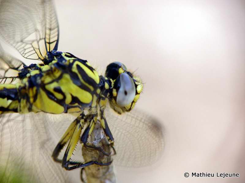 gomphus_similinus1ml