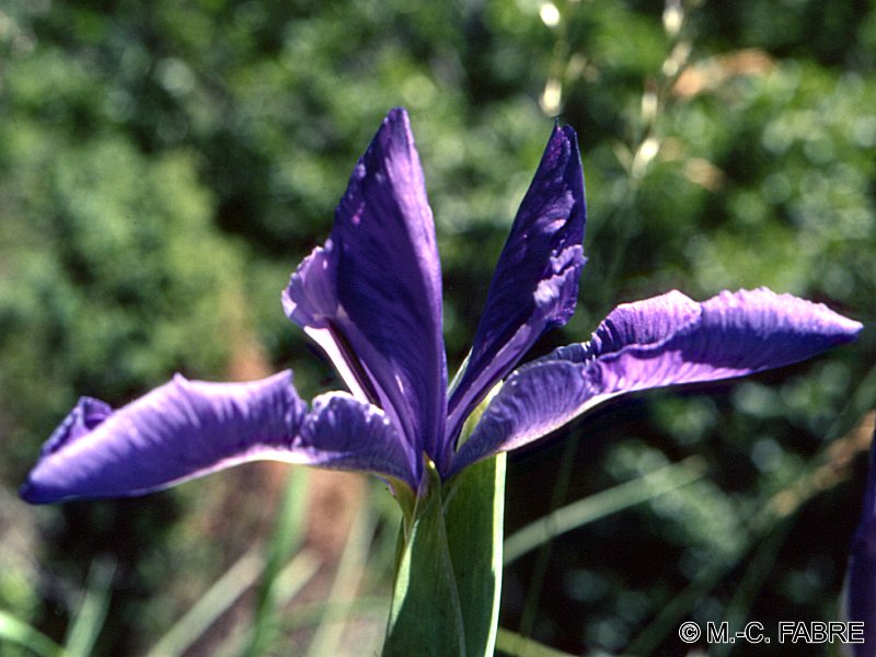 iris_xyphioides2mcf