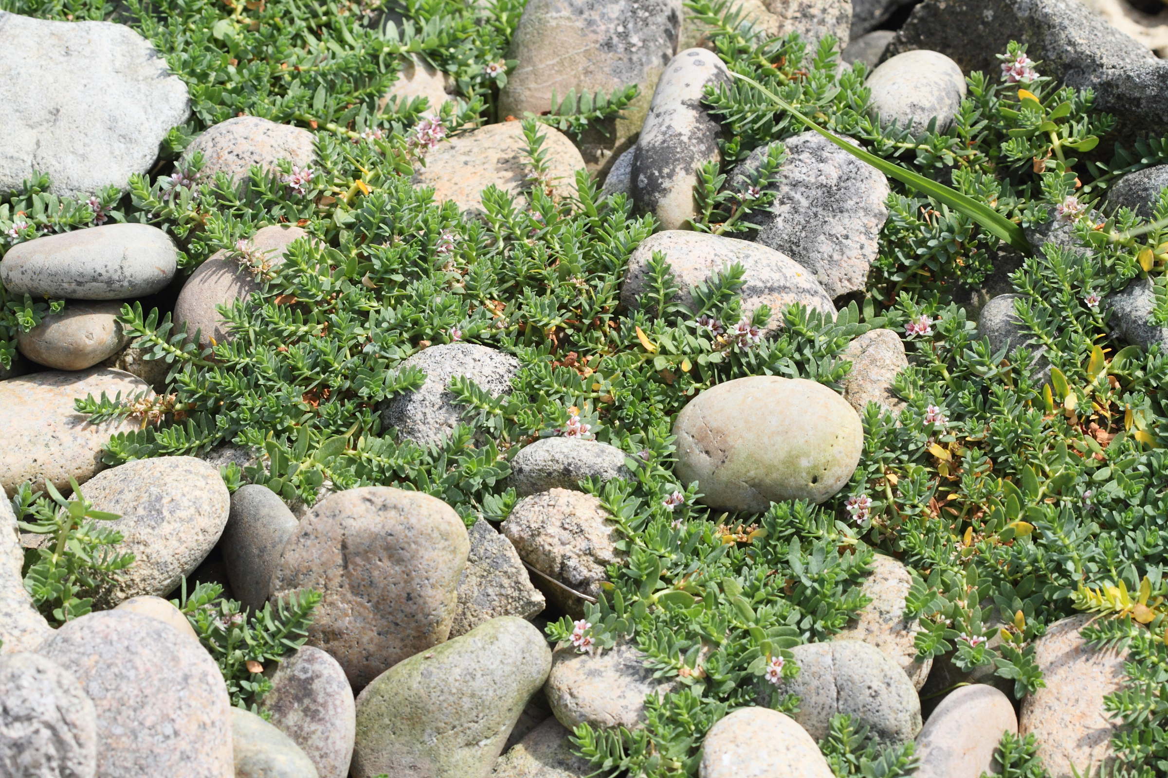 lysimachia_maritima5bd