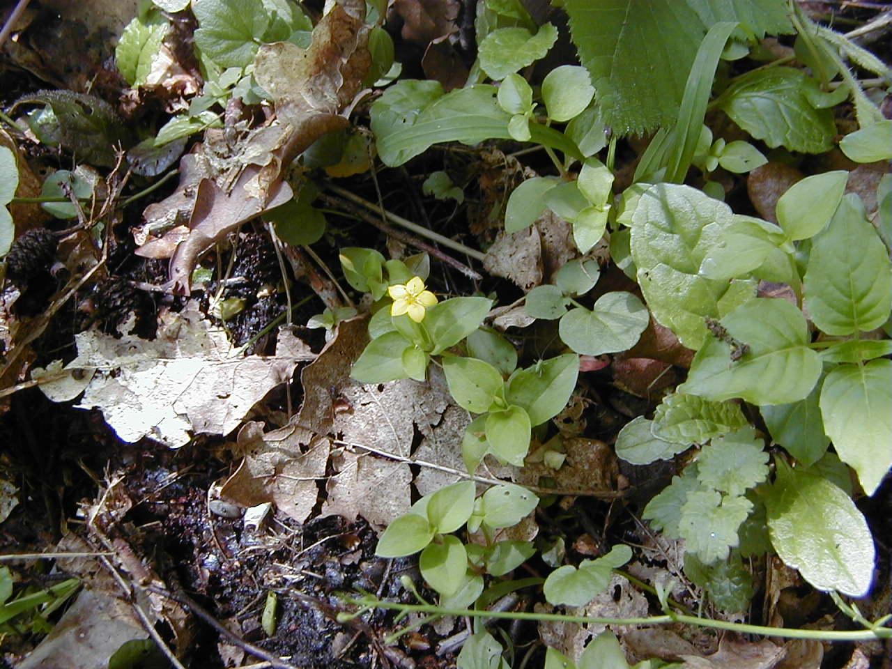 lysimachia_nemorum1md