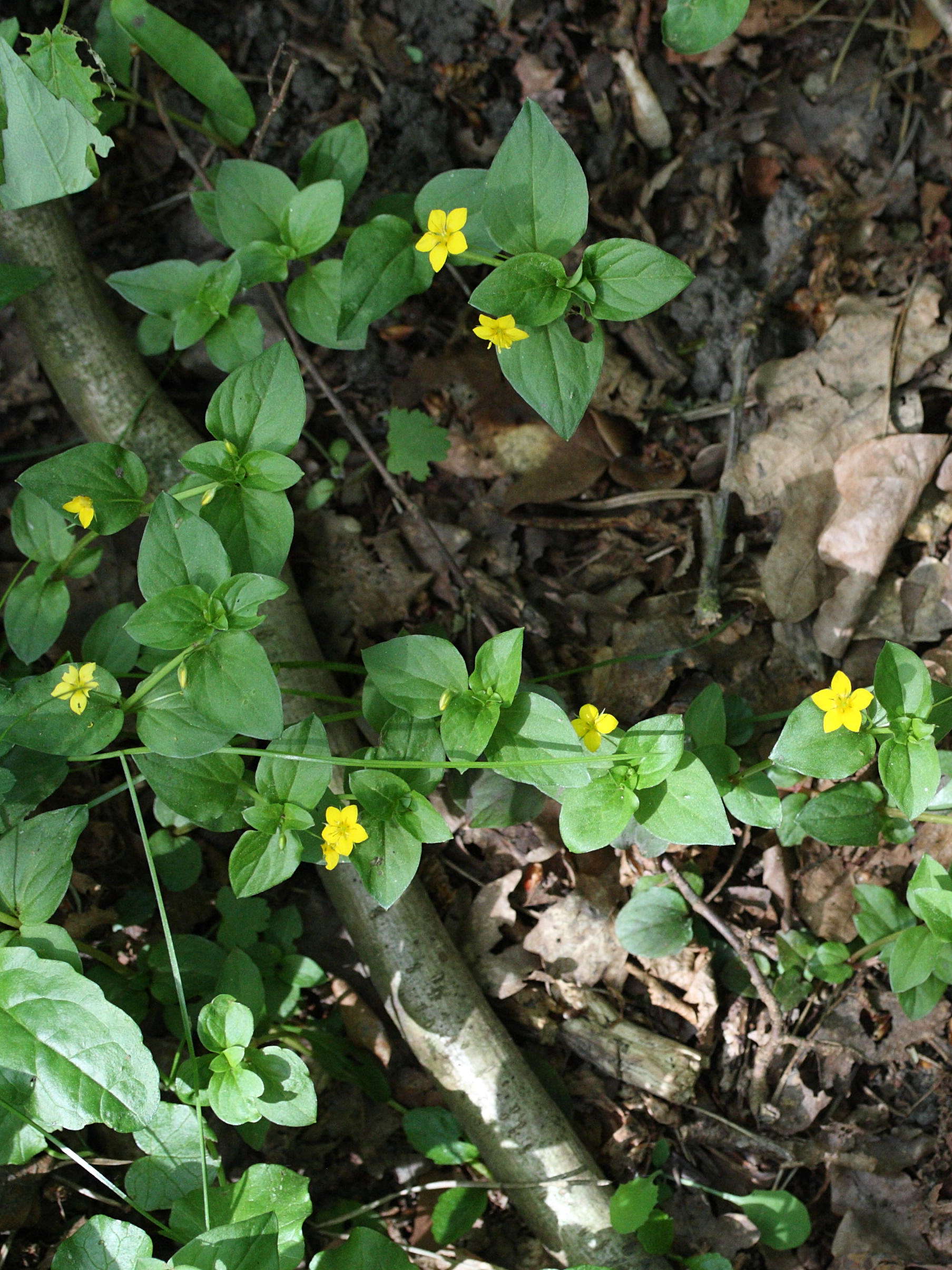 lysimachia_nemorum2md