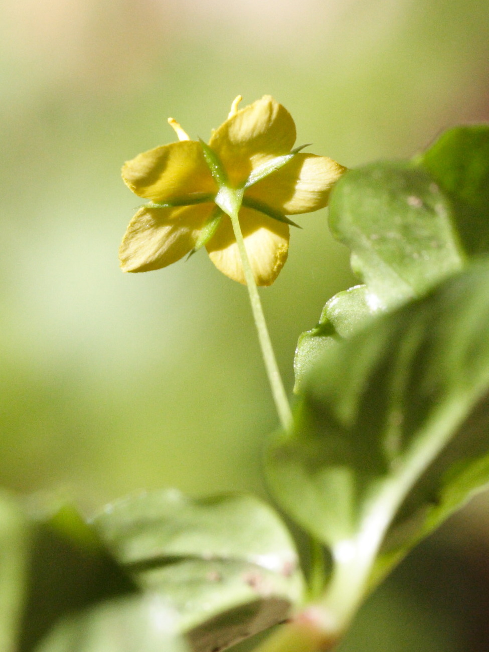 lysimachia_nemorum3md