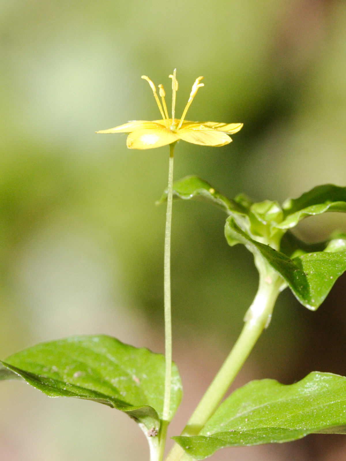 lysimachia_nemorum4md