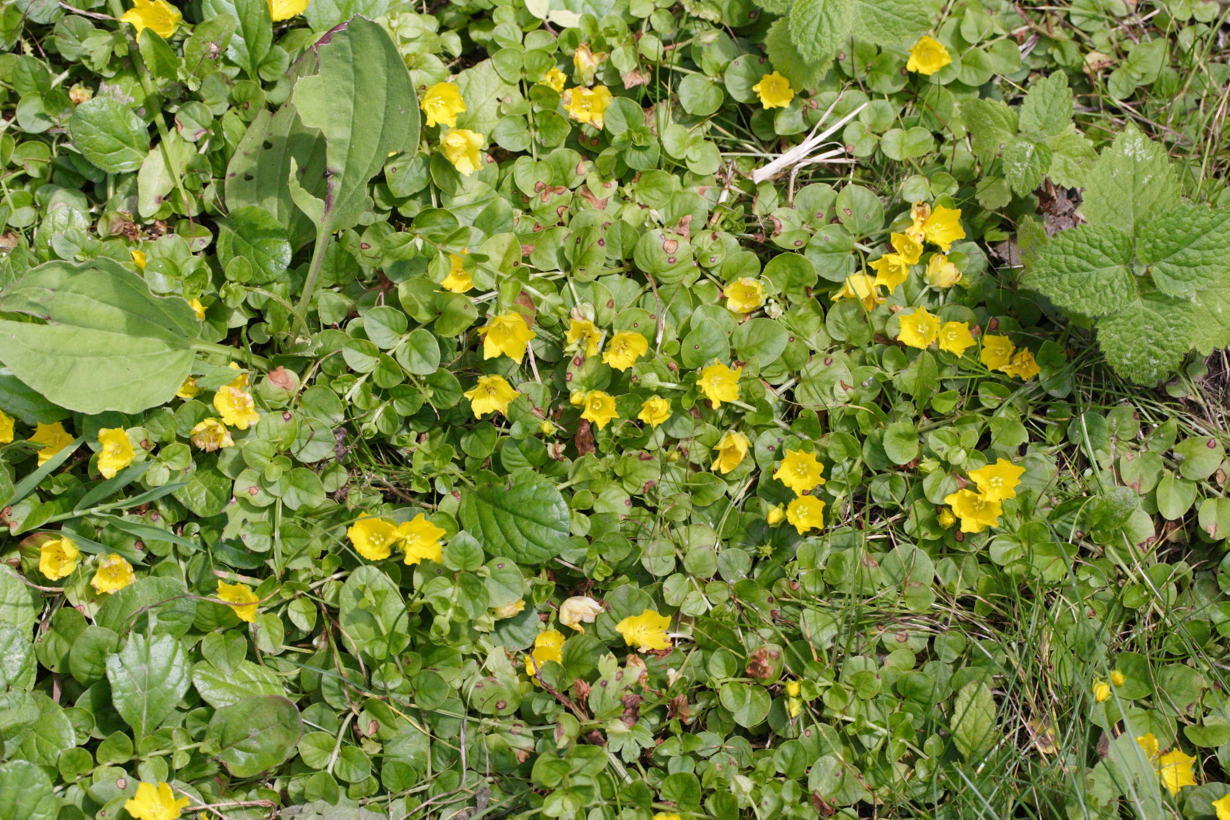 Afficher le média lysimachia_nummularia1md lysimachia_nummularia1md