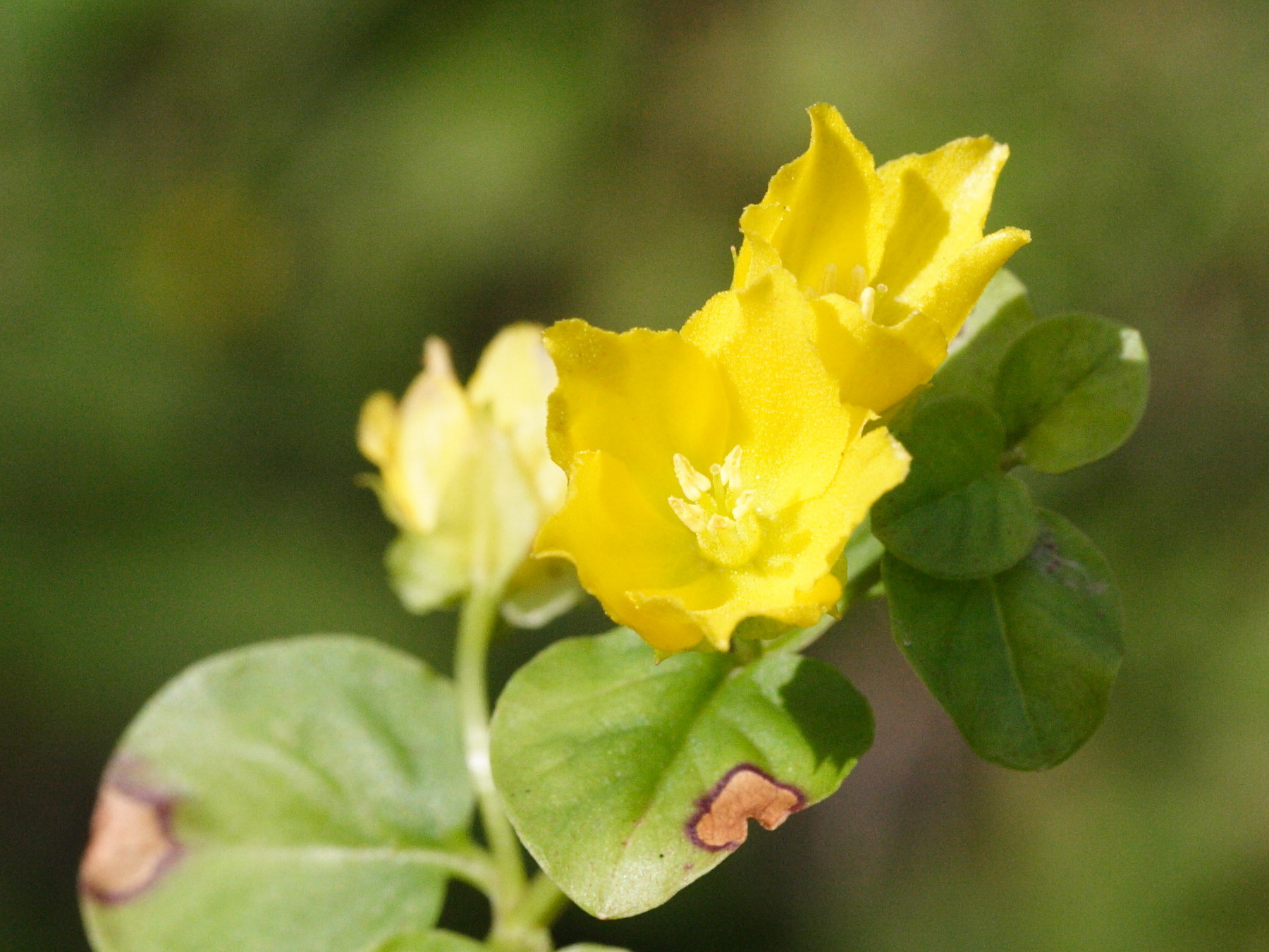 Afficher le média lysimachia_nummularia2md lysimachia_nummularia2md