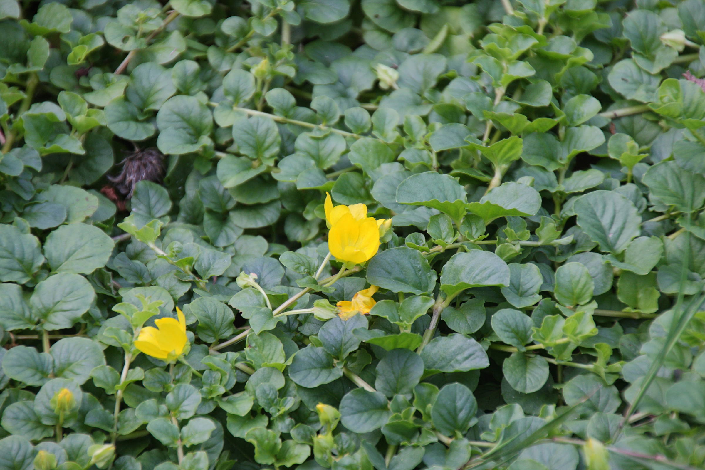 Afficher le média lysimachia_nummularia4md lysimachia_nummularia4md