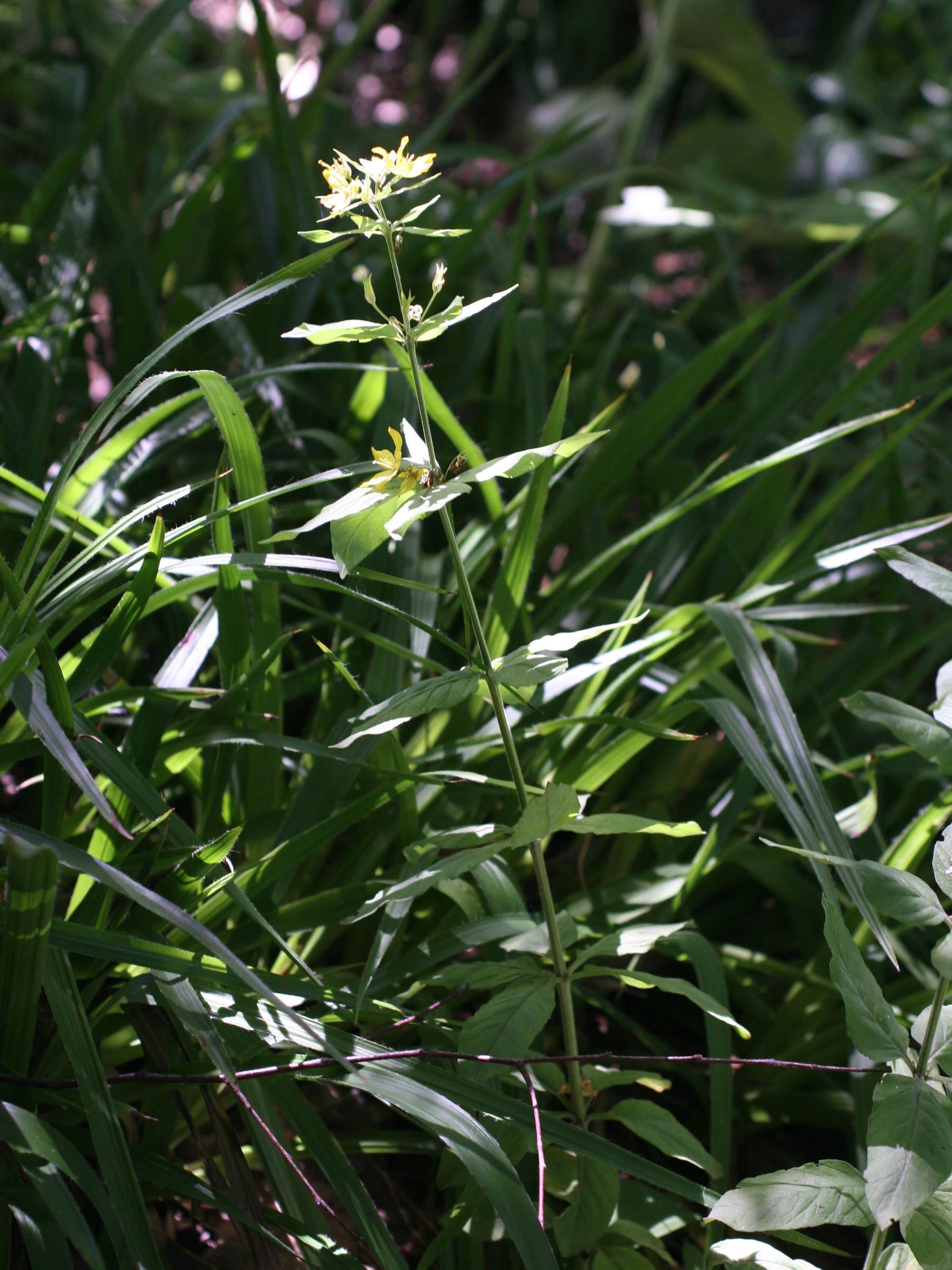 lysimachia_punctata1md
