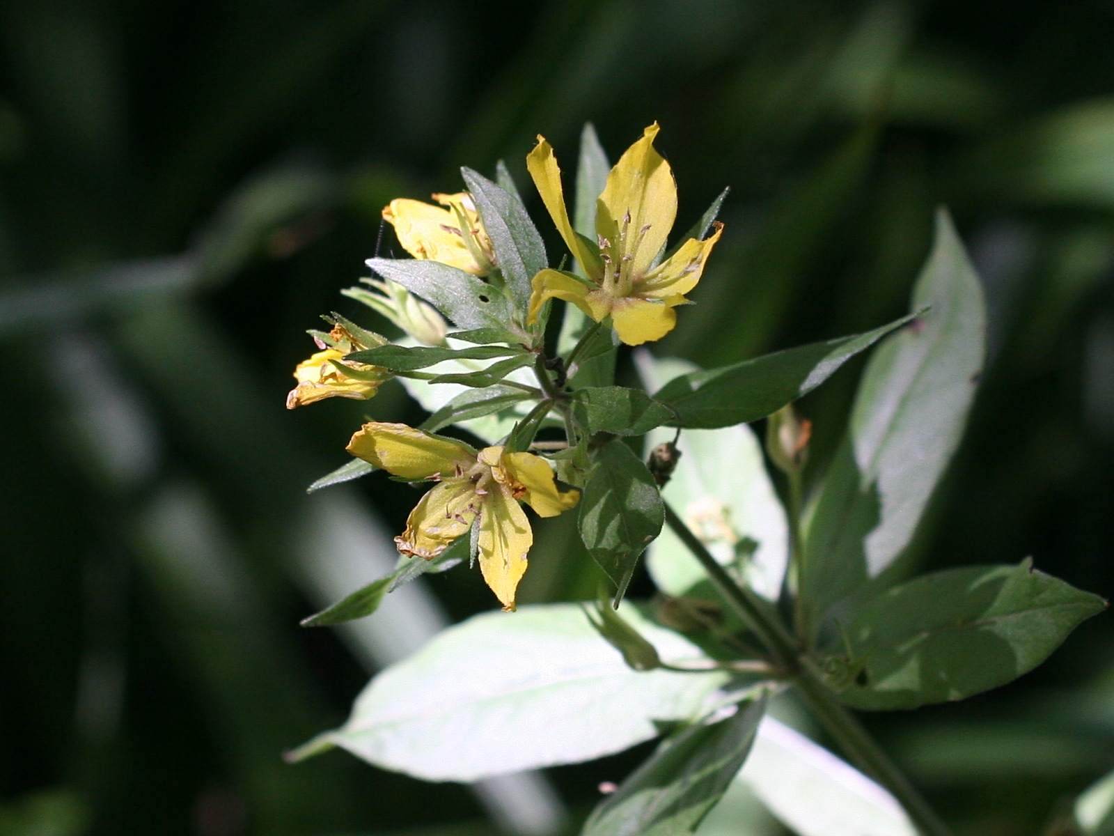 lysimachia_punctata2md