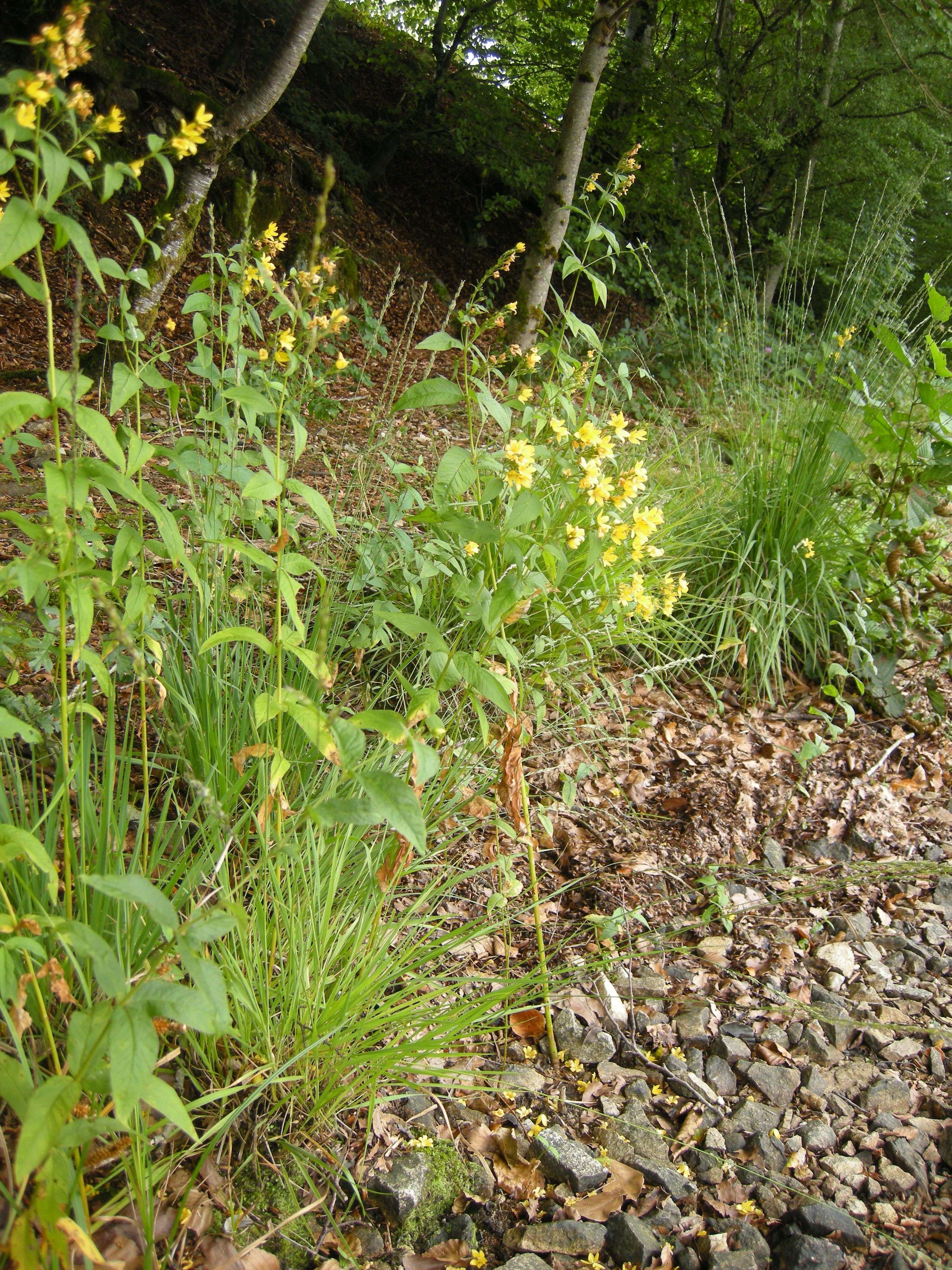 Afficher le média lysimachia_vulgaris1md lysimachia_vulgaris1md