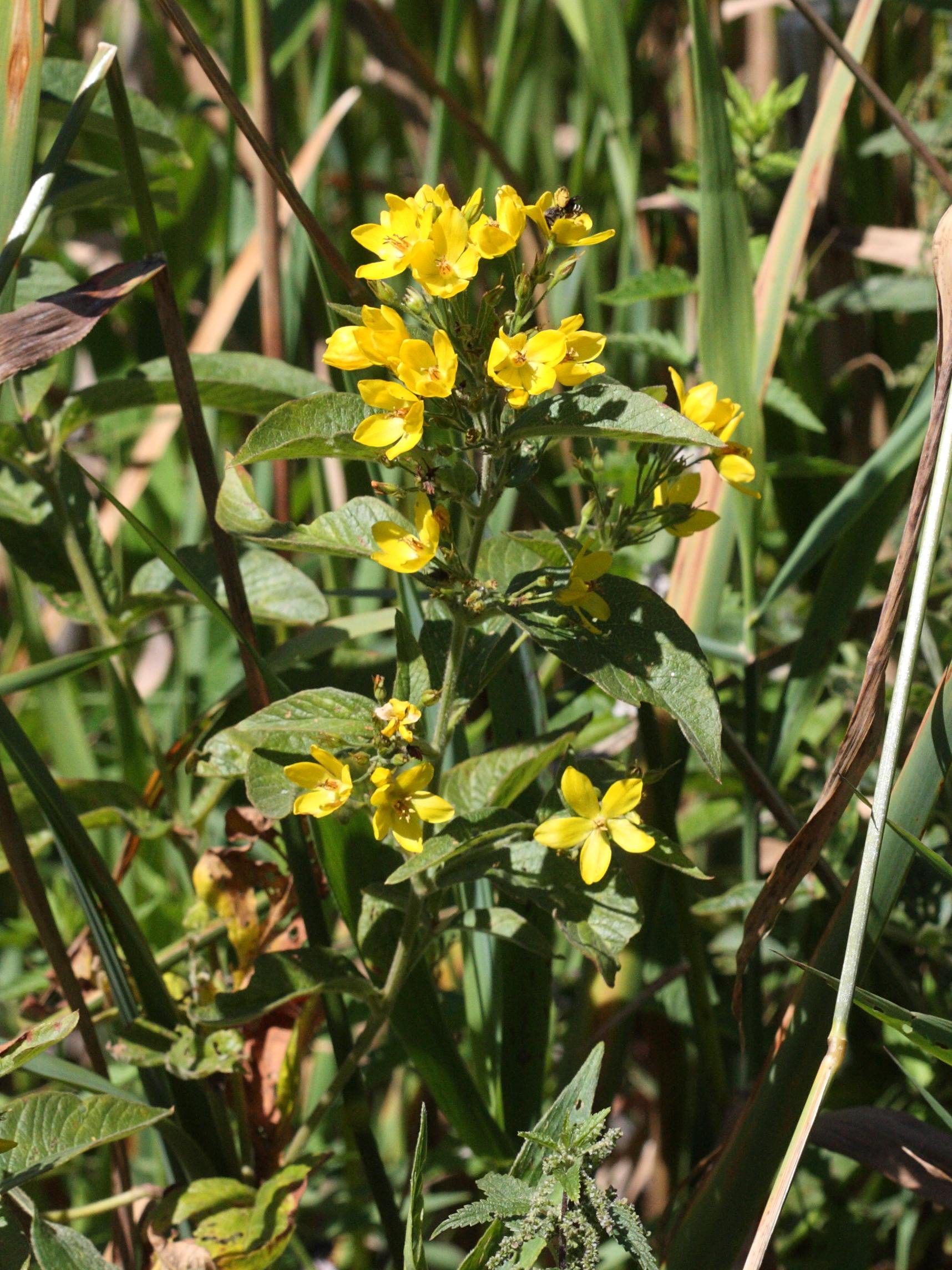 Afficher le média lysimachia_vulgaris2md lysimachia_vulgaris2md