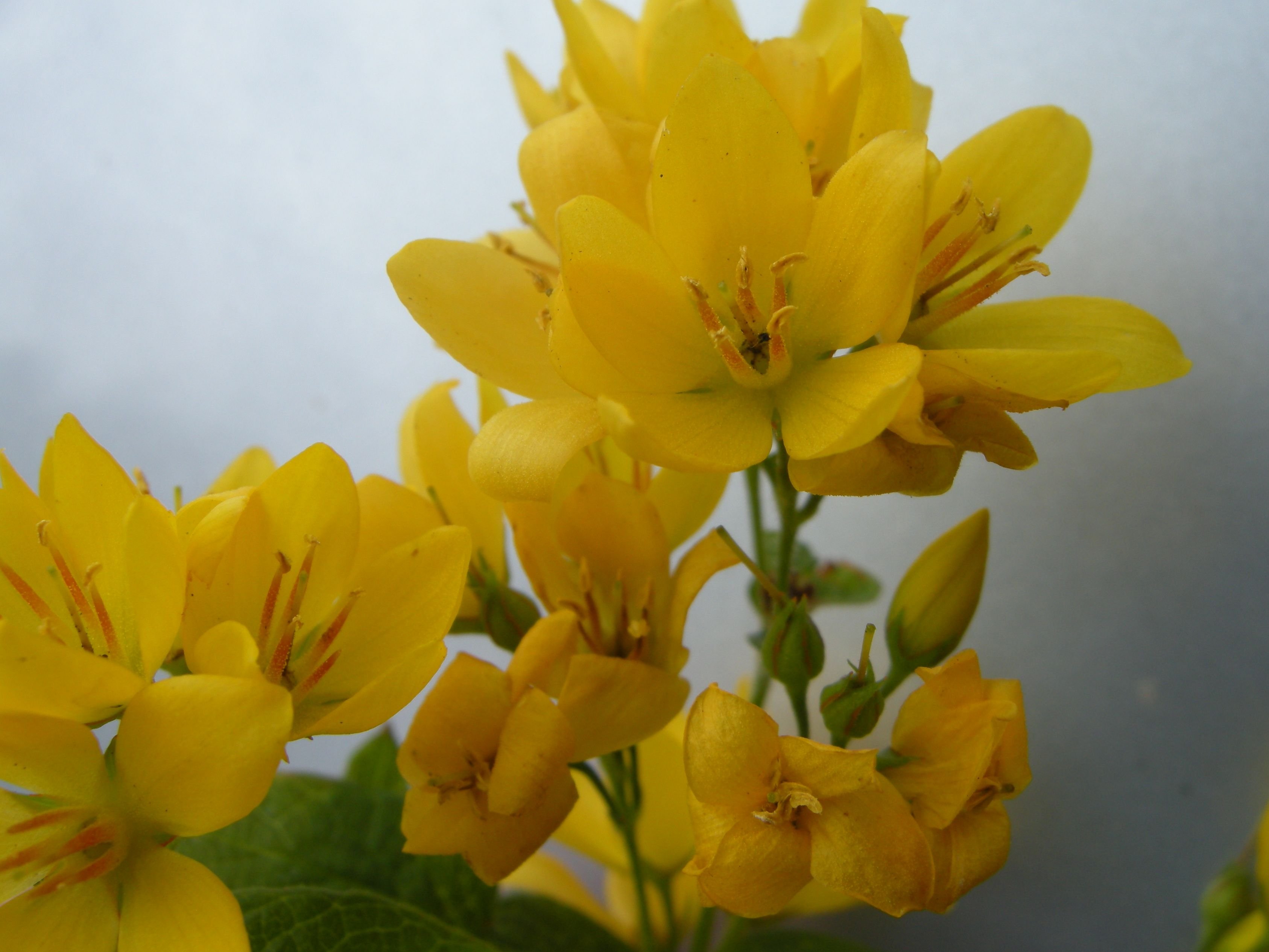 Afficher le média lysimachia_vulgaris3md lysimachia_vulgaris3md