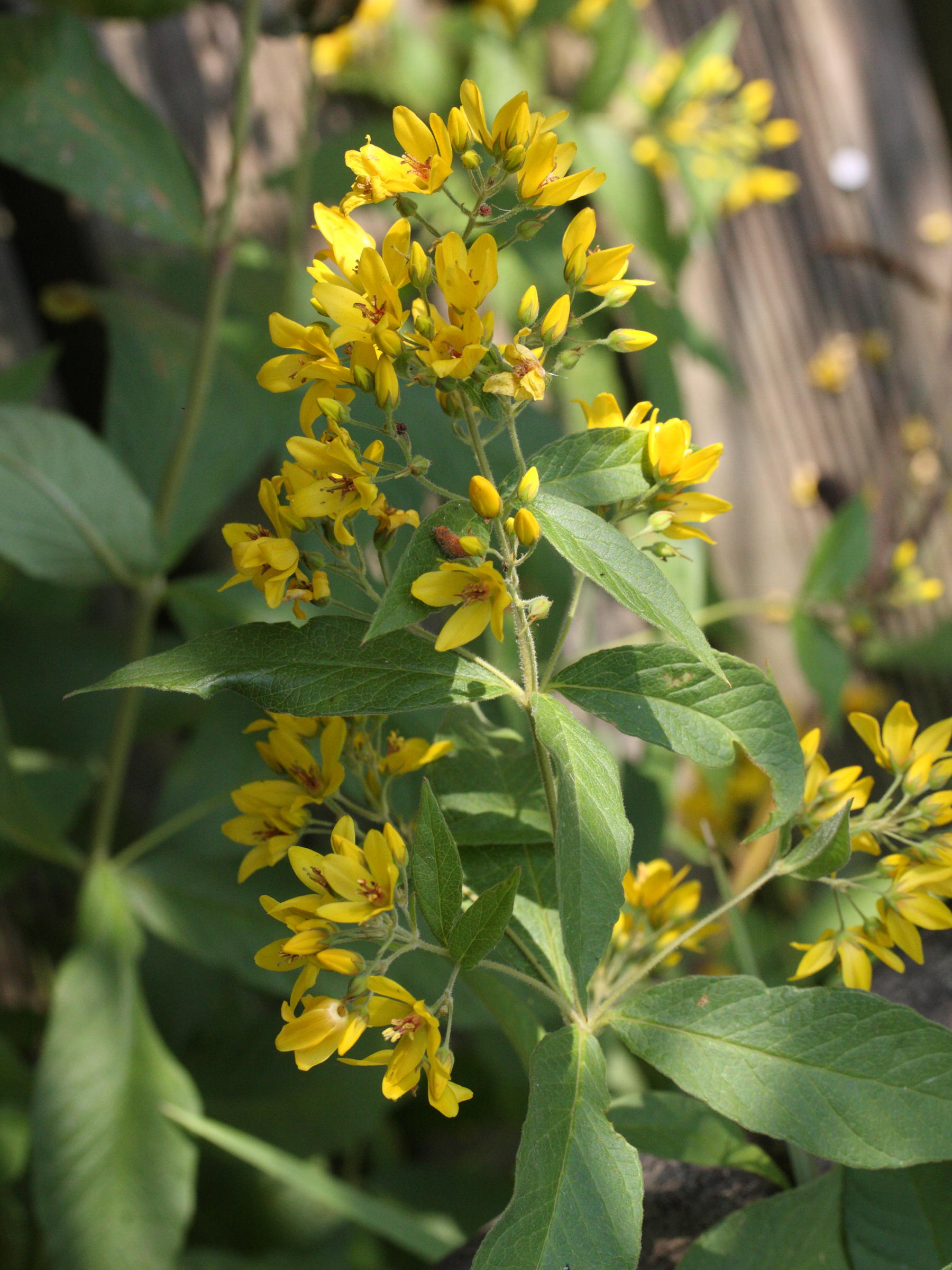Afficher le média lysimachia_vulgaris4md lysimachia_vulgaris4md