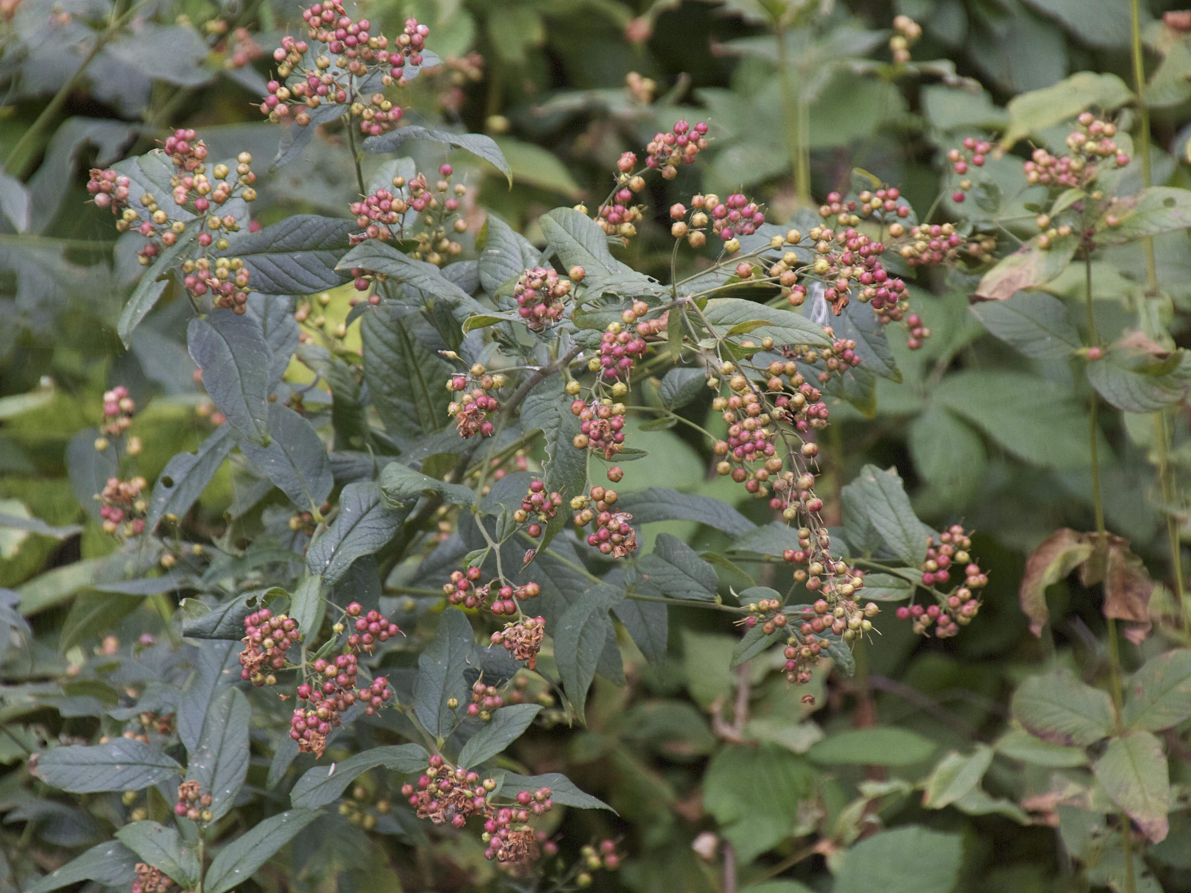 Afficher le média lysimachia_vulgaris5md lysimachia_vulgaris5md