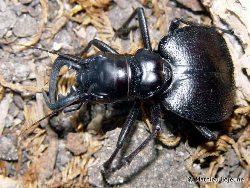 mantichora_latipennis1ml