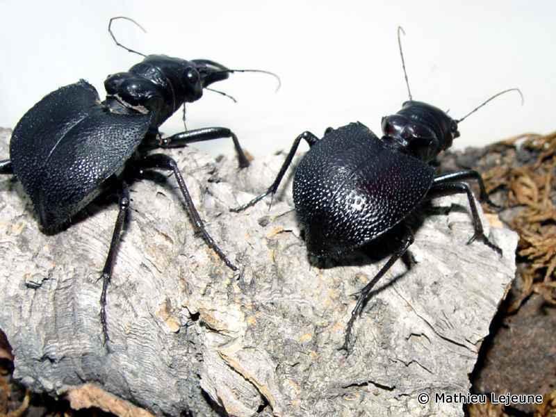 mantichora_latipennis2ml