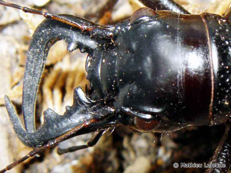 mantichora_latipennis3ml