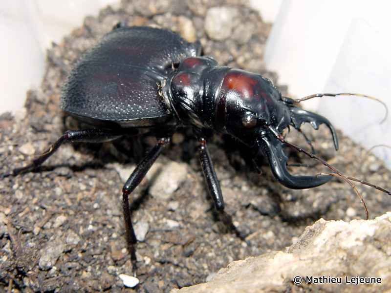 mantichora_latipennis4ml