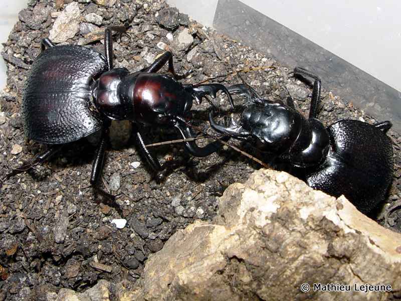 mantichora_latipennis5ml