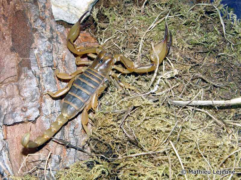 opisthophthalmus_wahlbergii2ml