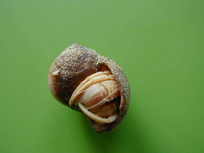 pagurus_bernhardus1md