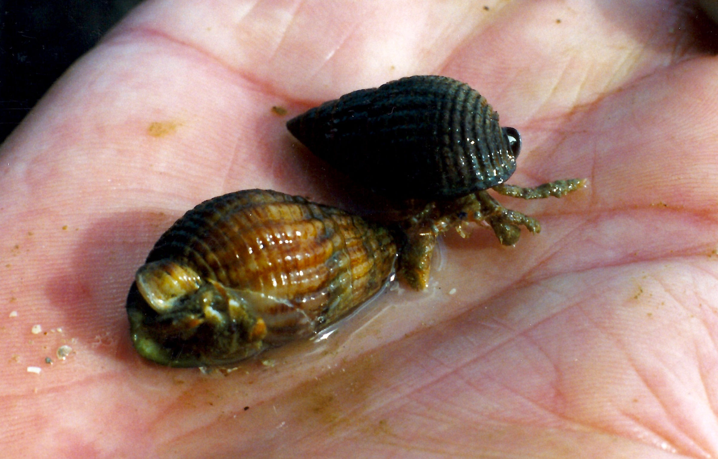 pagurus_bernhardus2md