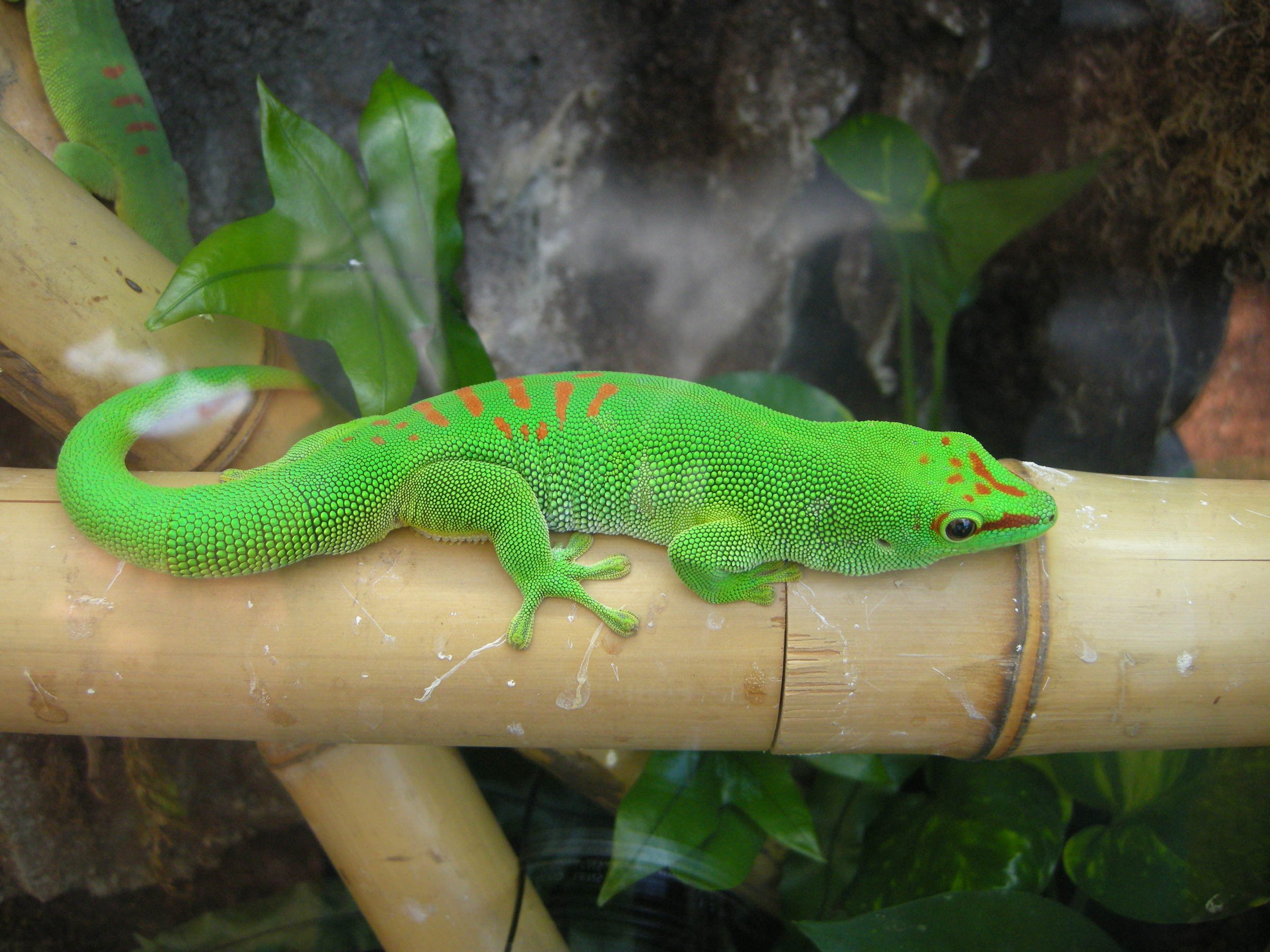 phelsuma_madagascariensis_grandis1md