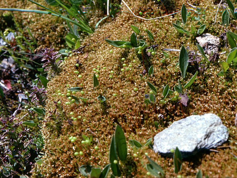 philonotis_fontana1mcf