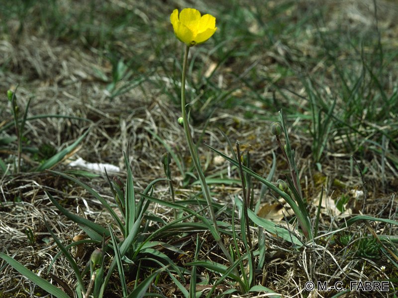 ranunculus_gramineus1mcf