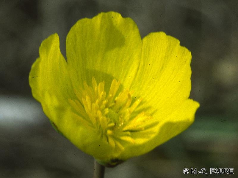 ranunculus_gramineus2mcf