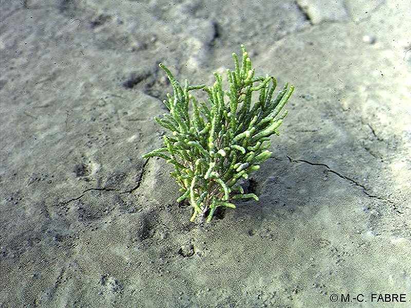 Afficher le média salicornia_procumbens1mcf salicornia_procumbens1mcf