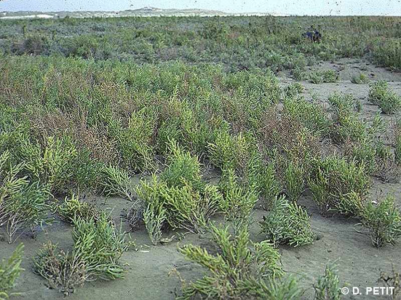 Afficher le média salicornia_procumbens2mcf salicornia_procumbens2mcf