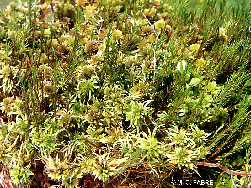 sphagnum_capillifolium1mcf