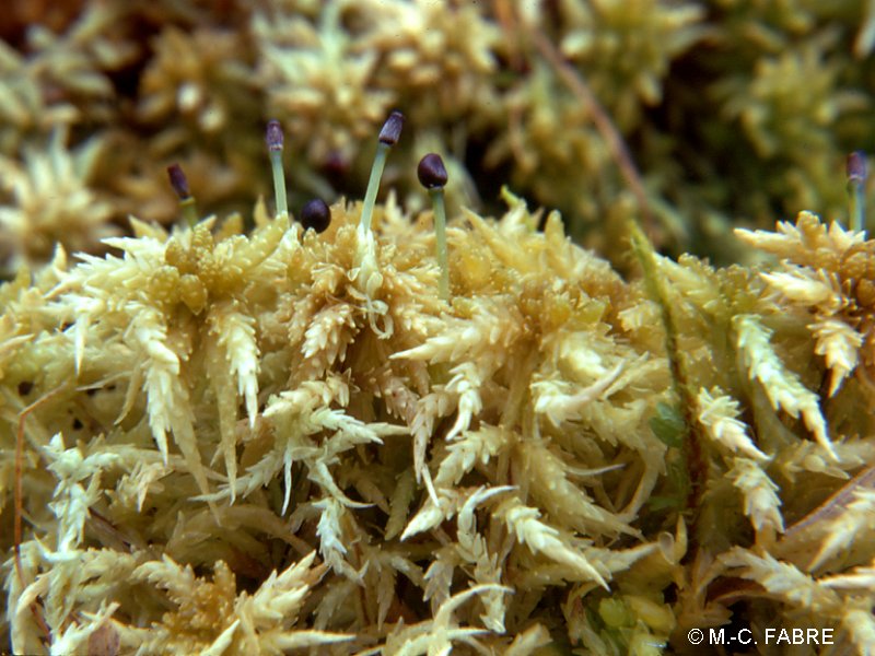 sphagnum_centrale1mcf