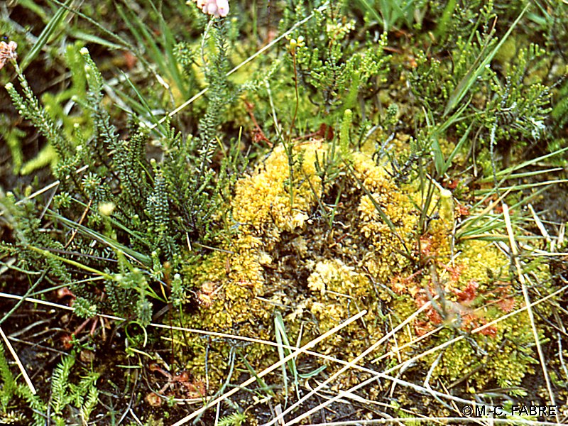 sphagnum_compactum1mcf