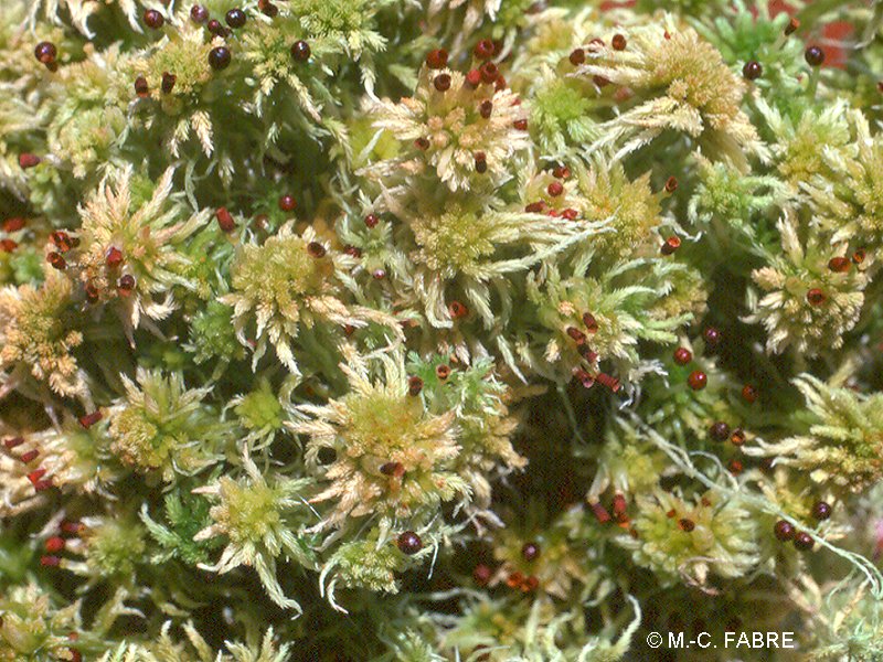 sphagnum_flexuosum1mcf
