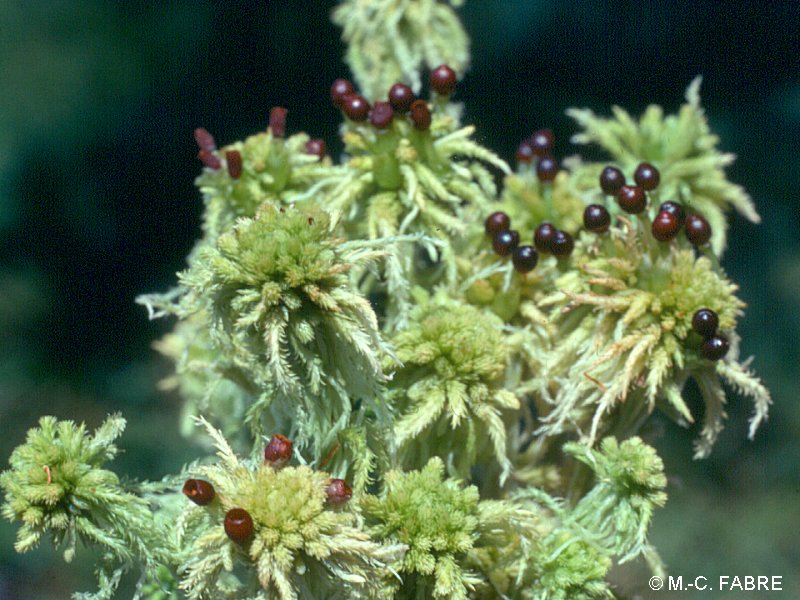 sphagnum_flexuosum2mcf